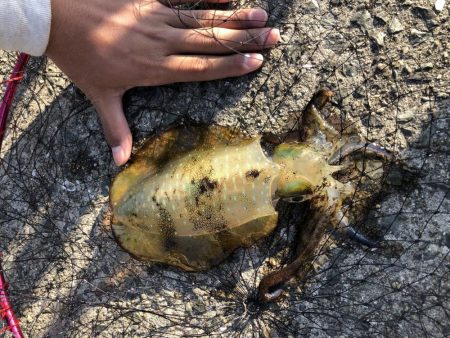 あのアジュールで