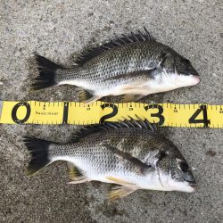 久しぶりの落とし込み(前打ち)