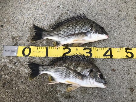 久しぶりの落とし込み(前打ち)