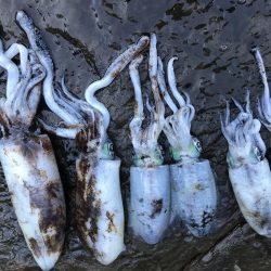 アオリイカ計7杯 200g〜910g