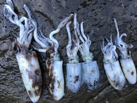 アオリイカ計7杯 200g〜910g