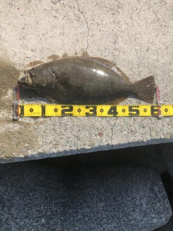 ジグでヒラメ！！