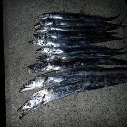 メーター超え×2匹