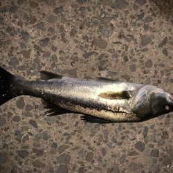 コンビナートでエビ撒き