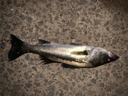 コンビナートでエビ撒き