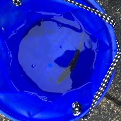 ノマセで釣れたのは