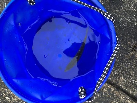 ノマセで釣れたのは