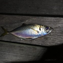 夜フカセ釣り〜朝まずめショアジギ