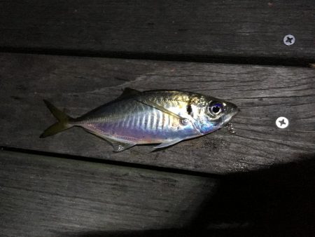 夜フカセ釣り〜朝まずめショアジギ