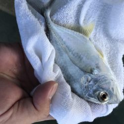 帰ってきたメッキ