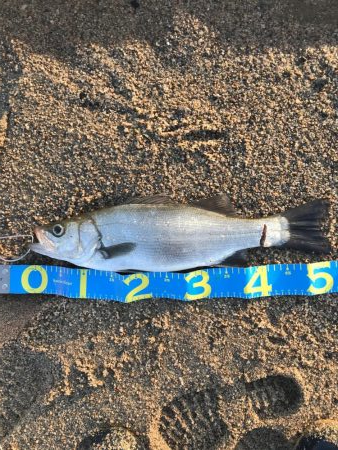 荒れ気味サーフ