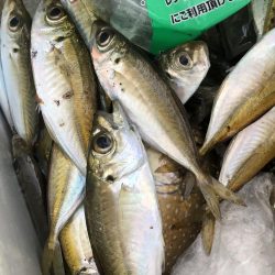 ちびヒイラギ祭り