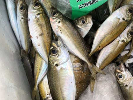 ちびヒイラギ祭り