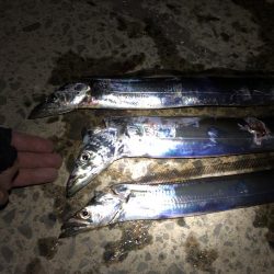 タチウオのち中アジ