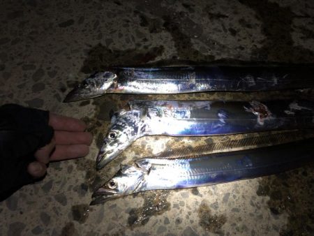 タチウオのち中アジ