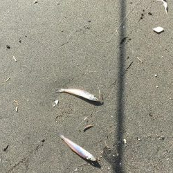 和田島T字付近でキス