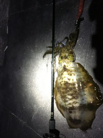 連日の日課エギング