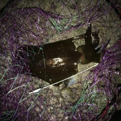 秋イカ渋、ウツボ太刀魚猛攻(⌒-⌒; )