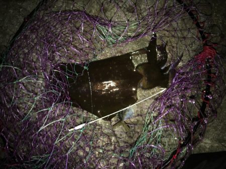 秋イカ渋、ウツボ太刀魚猛攻(⌒-⌒; )