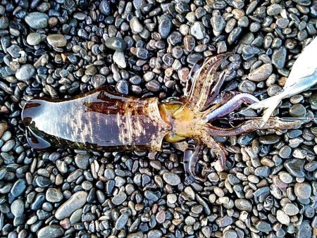 今季初めてのアオリイカでした!!