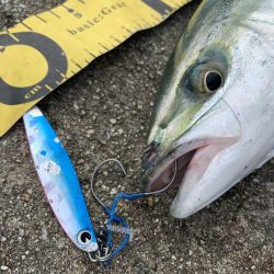 淡路島へビッグブルーを求めて