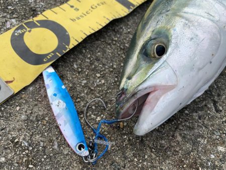 淡路島へビッグブルーを求めて