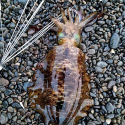 アオリイカ　3杯ゲット!!