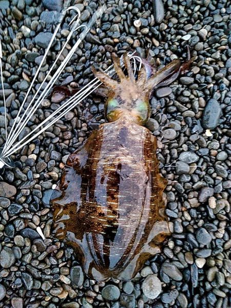 アオリイカ　3杯ゲット!!