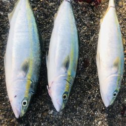 5バイト、3キャッチ