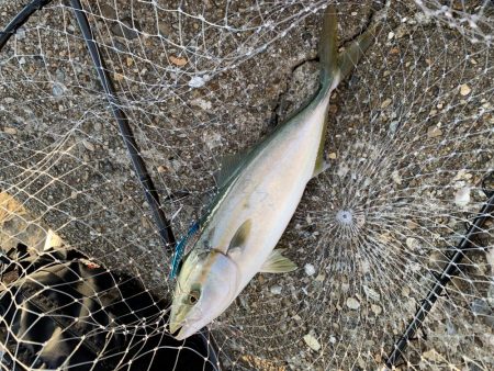 地元よ。こんなに釣れてたのか。