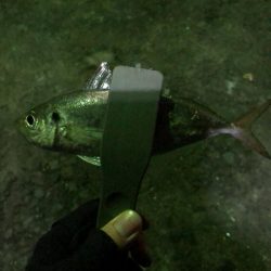 アジ良型釣れました