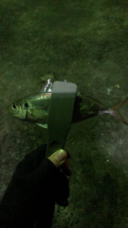 アジ良型釣れました