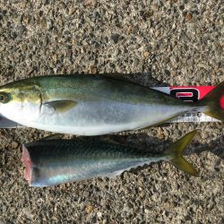 ナブラはあるものの