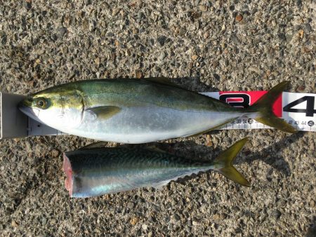 ナブラはあるものの