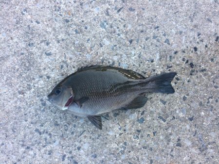 本命あらわる？