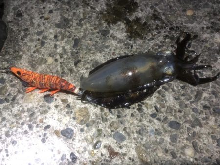 エギング終盤？