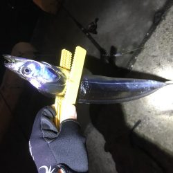 タチウオに飲ませでツバスにサビキでデカアジ