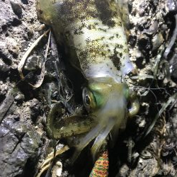 ナイトエギング