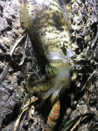 ナイトエギング