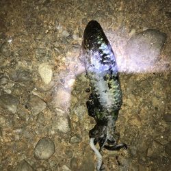 ヤエンでアオリイカ渋　北強風強すぎ(⌒-⌒; )