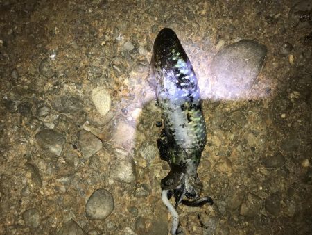 ヤエンでアオリイカ渋　北強風強すぎ(⌒-⌒…