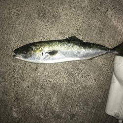 ハマチ40センチ