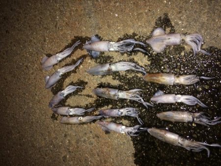 今期 初のヒイカ