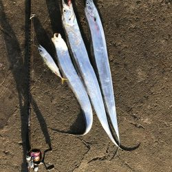 常吉大橋にて朝マズメのタチウオ釣り