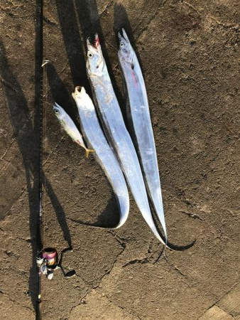 常吉大橋にて朝マズメのタチウオ釣り