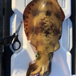 アオリ最終戦へ!