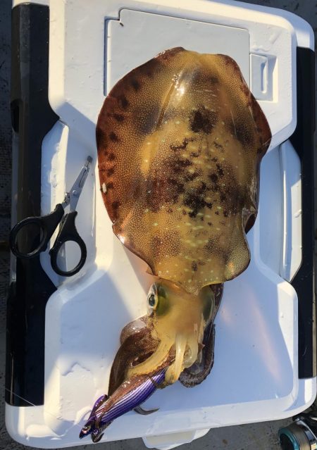 アオリ最終戦へ!