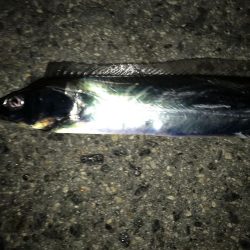 今年初の二けた