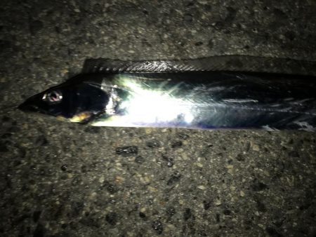 今年初の二けた