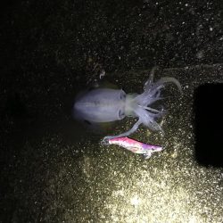 ちびっ子エギング